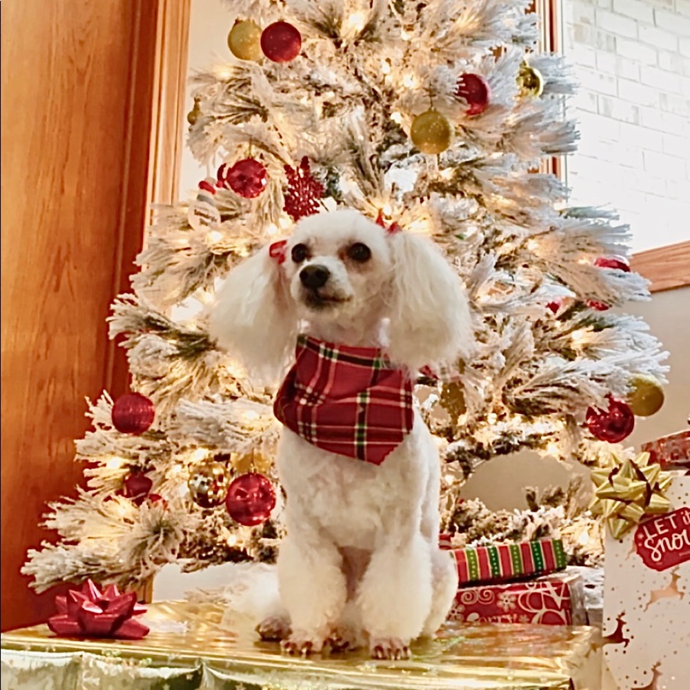 Meet your Posher, Scarlett